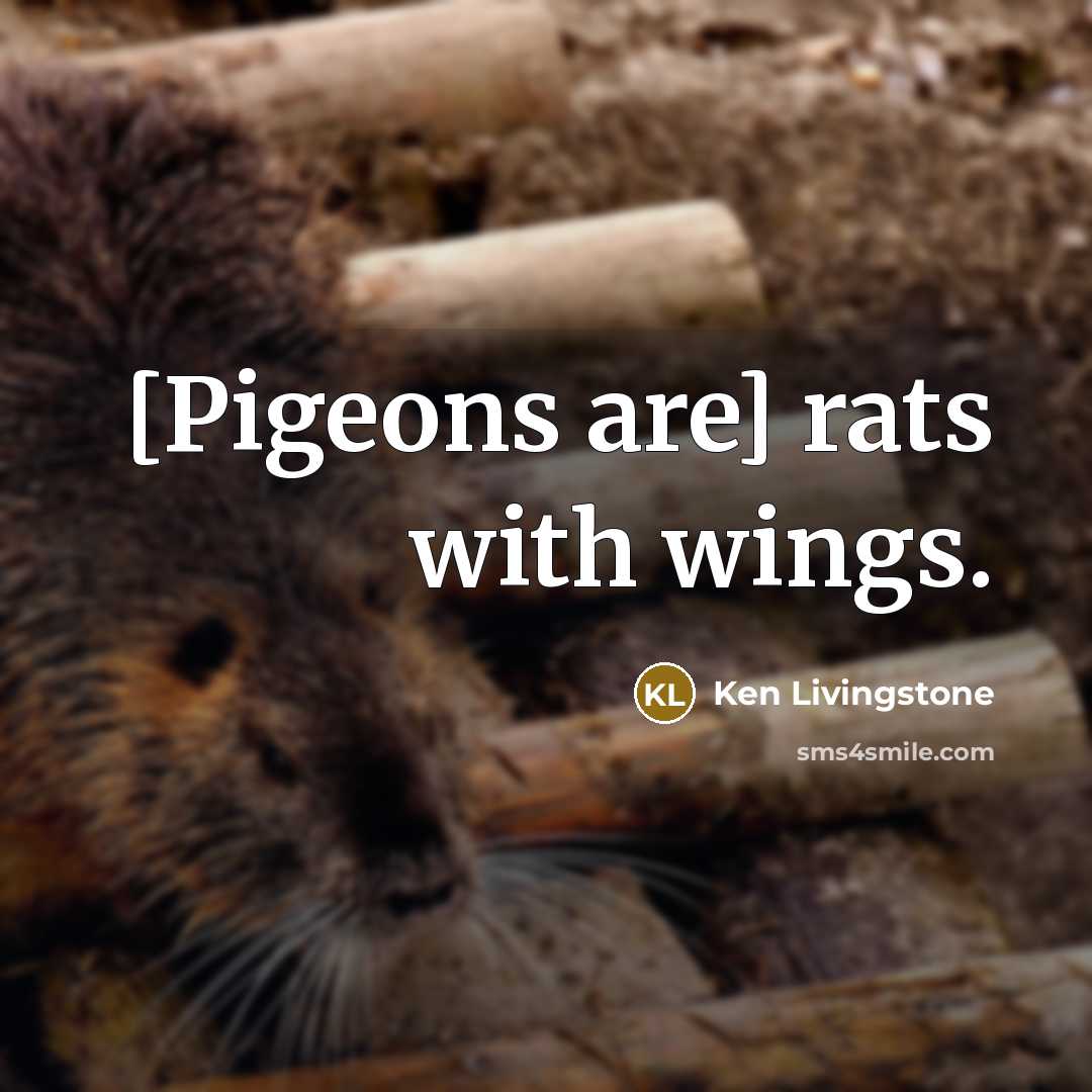 “[Pigeons are] rats with wings.…” quote by Ken Livingstone