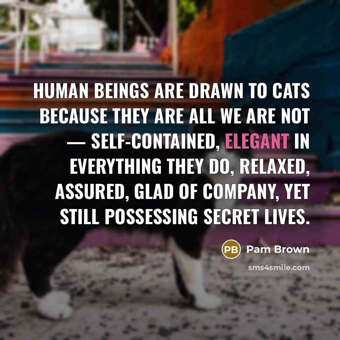 “Human beings are drawn to cats because they are all we are not — self-contained, elegant in everything they do, relaxed, assured, glad of company, yet still possessing secret lives.” quote by Pam Brown