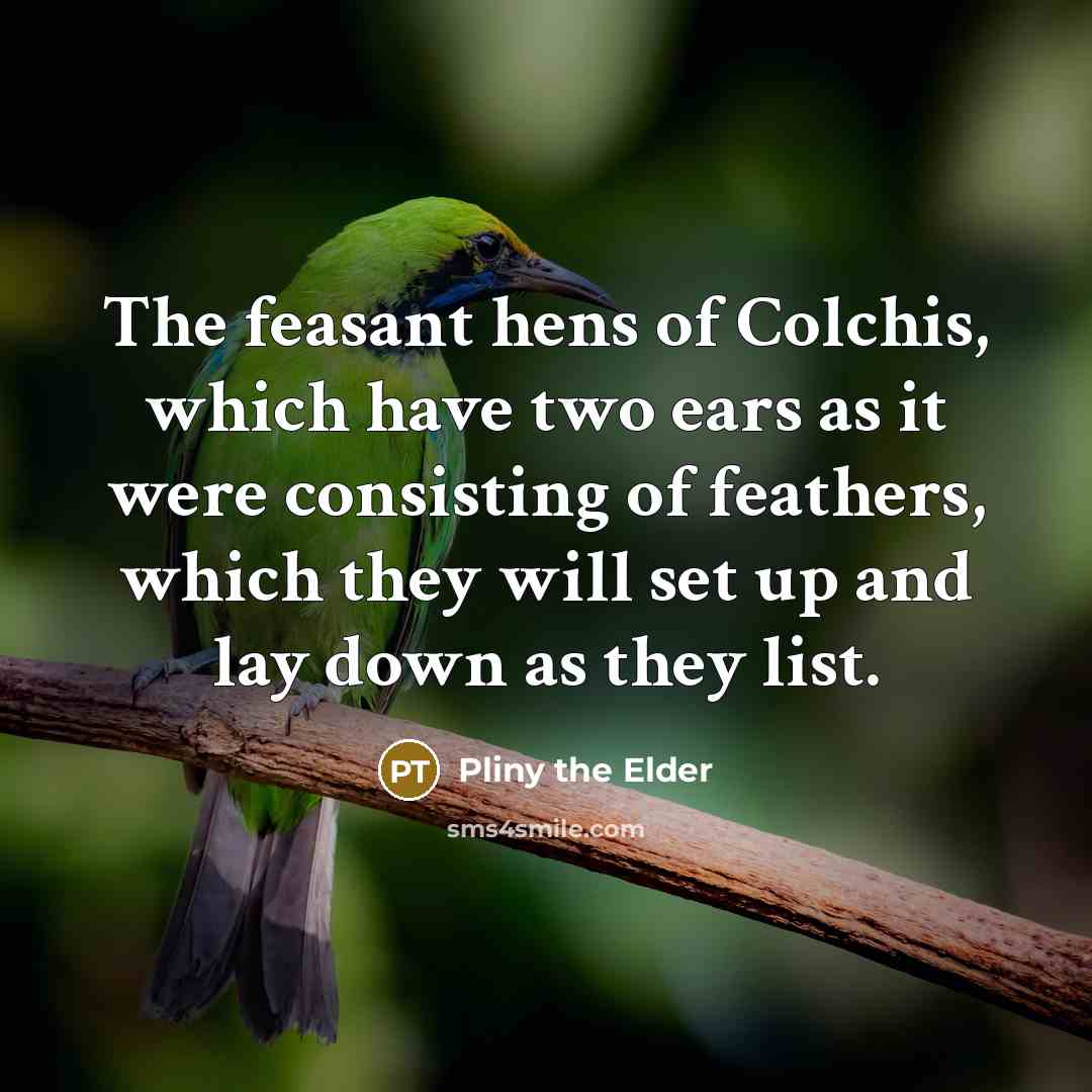 “The feasant hens of Colchis, which have two ears as it were consisting of feathers, which they will set up and lay down as they list.” quote by Pliny the Elder