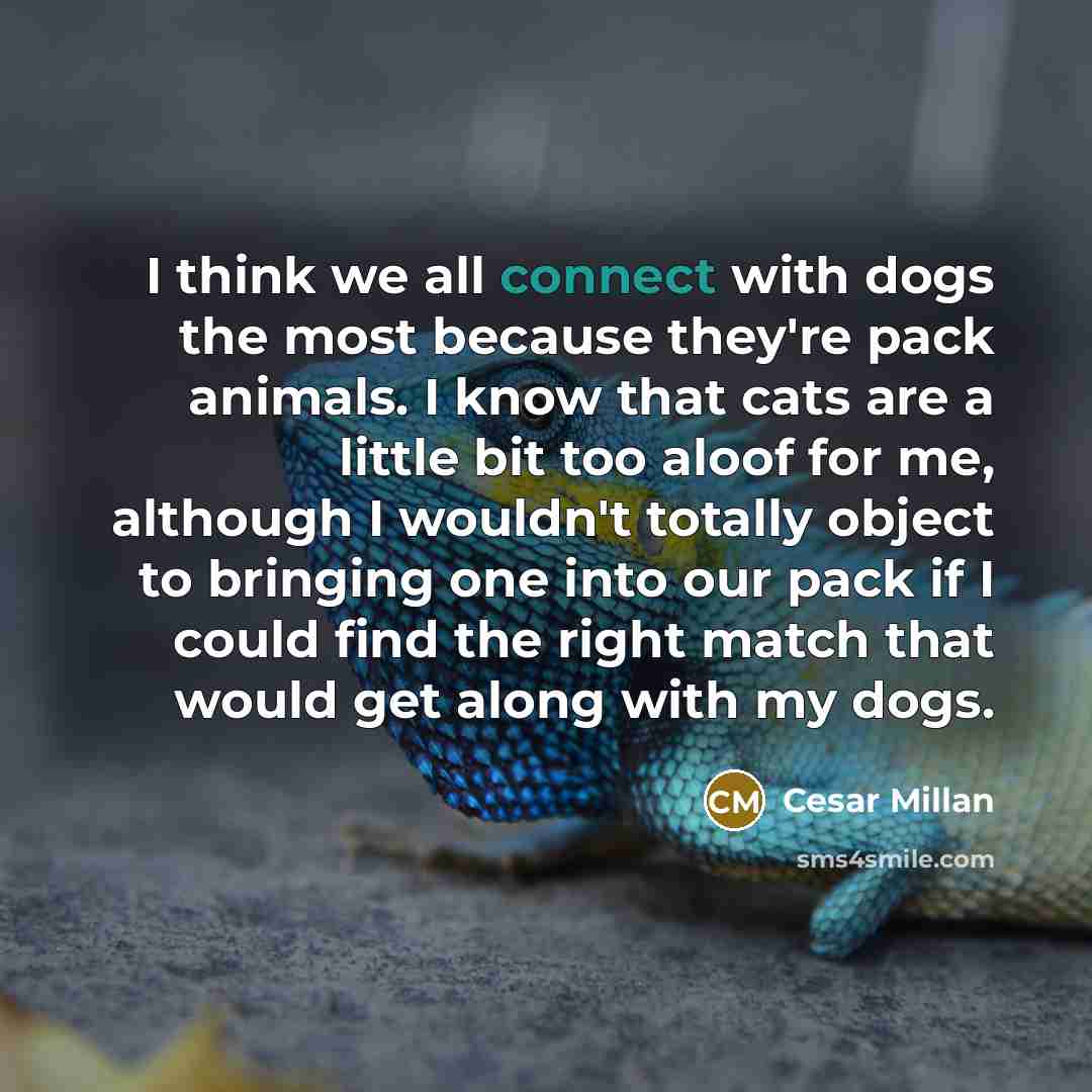 “I think we all connect with dogs the most because…” quote by Cesar Millan
