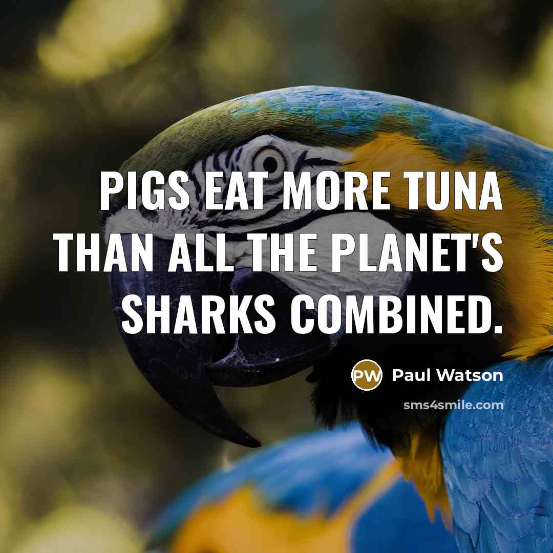 “Pigs eat more tuna than all the planet's sharks combined.…” quote by Paul Watson