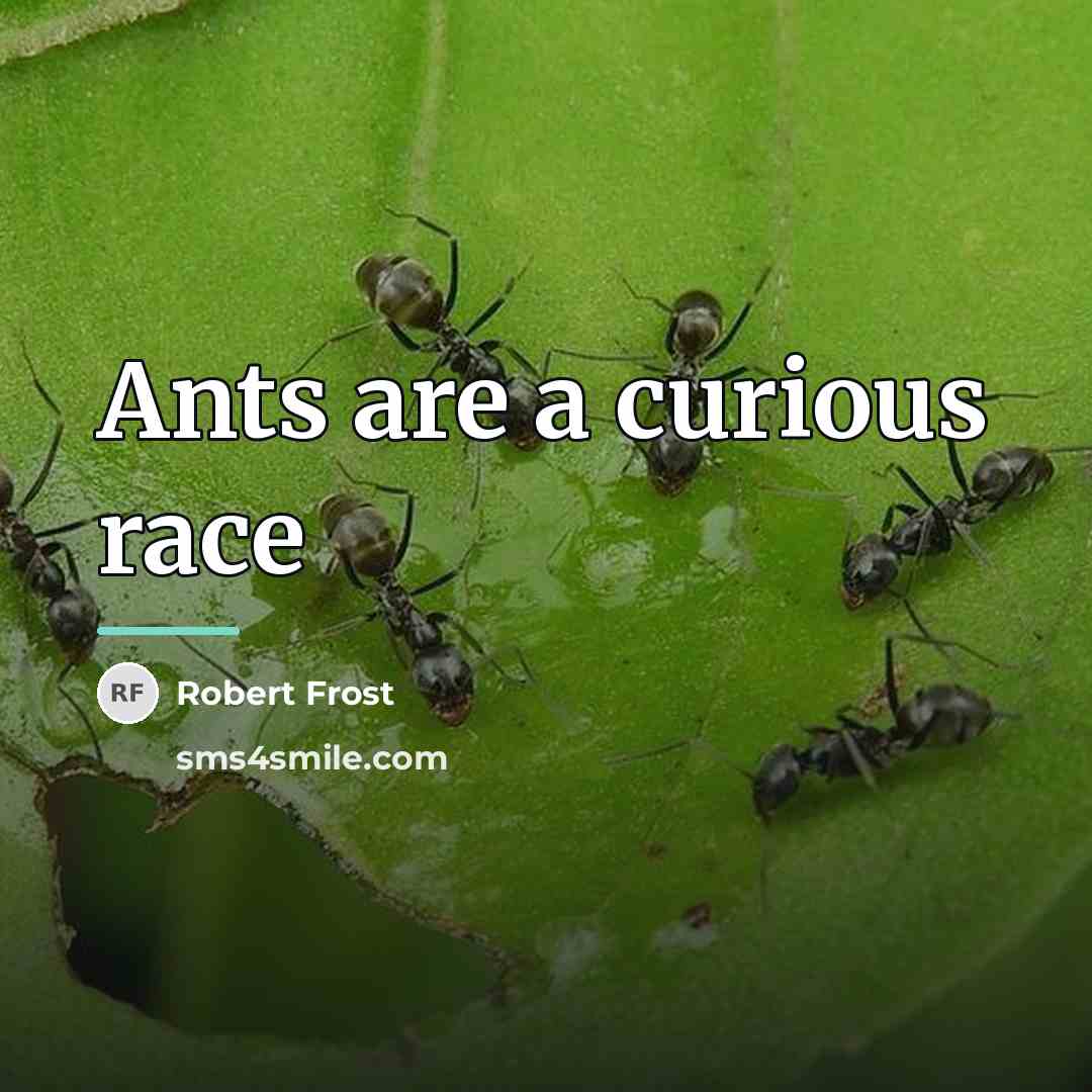 “Ants are a curious race…” quote by Robert Frost