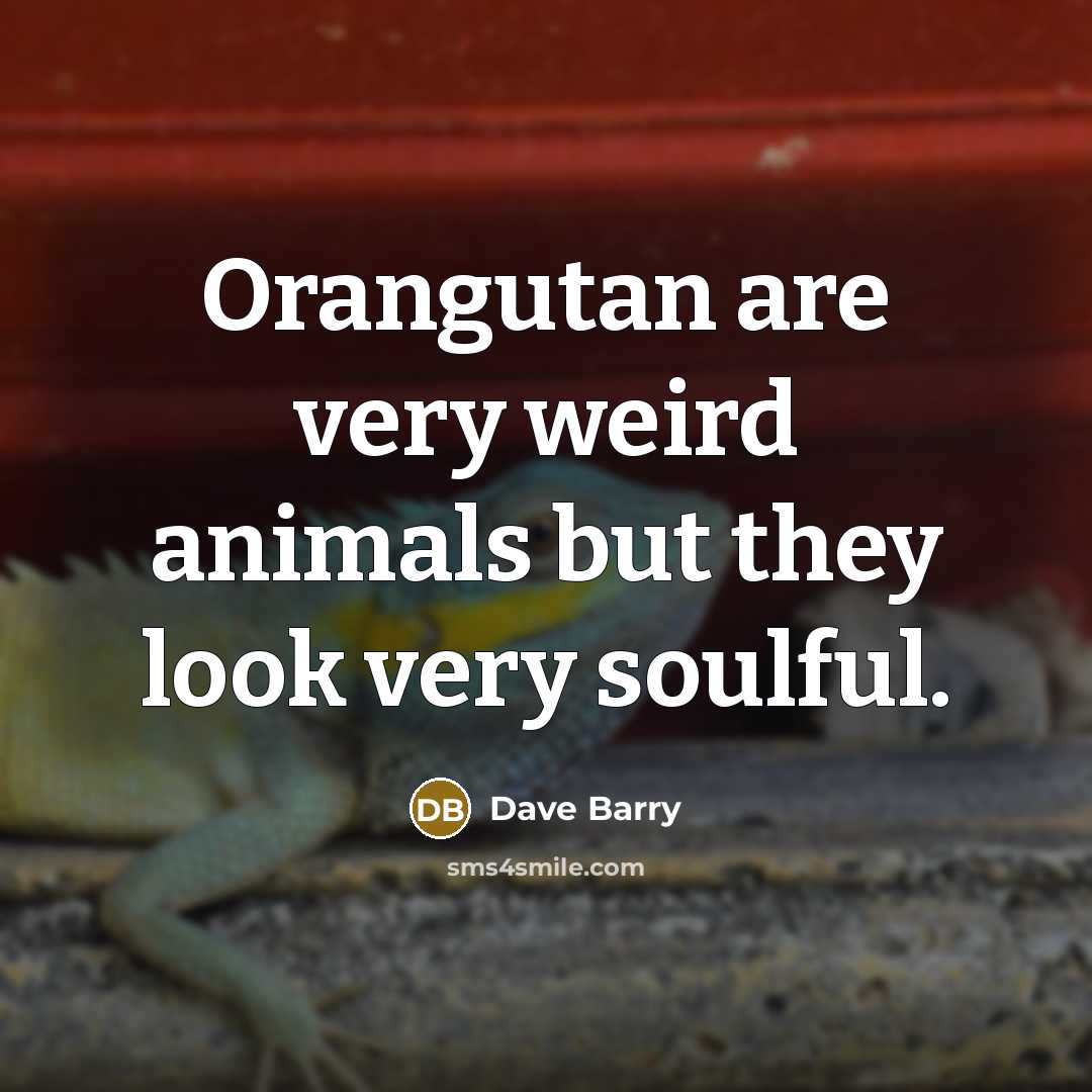 “Orangutan are very weird animals but they look very soulful.…” quote by Dave Barry