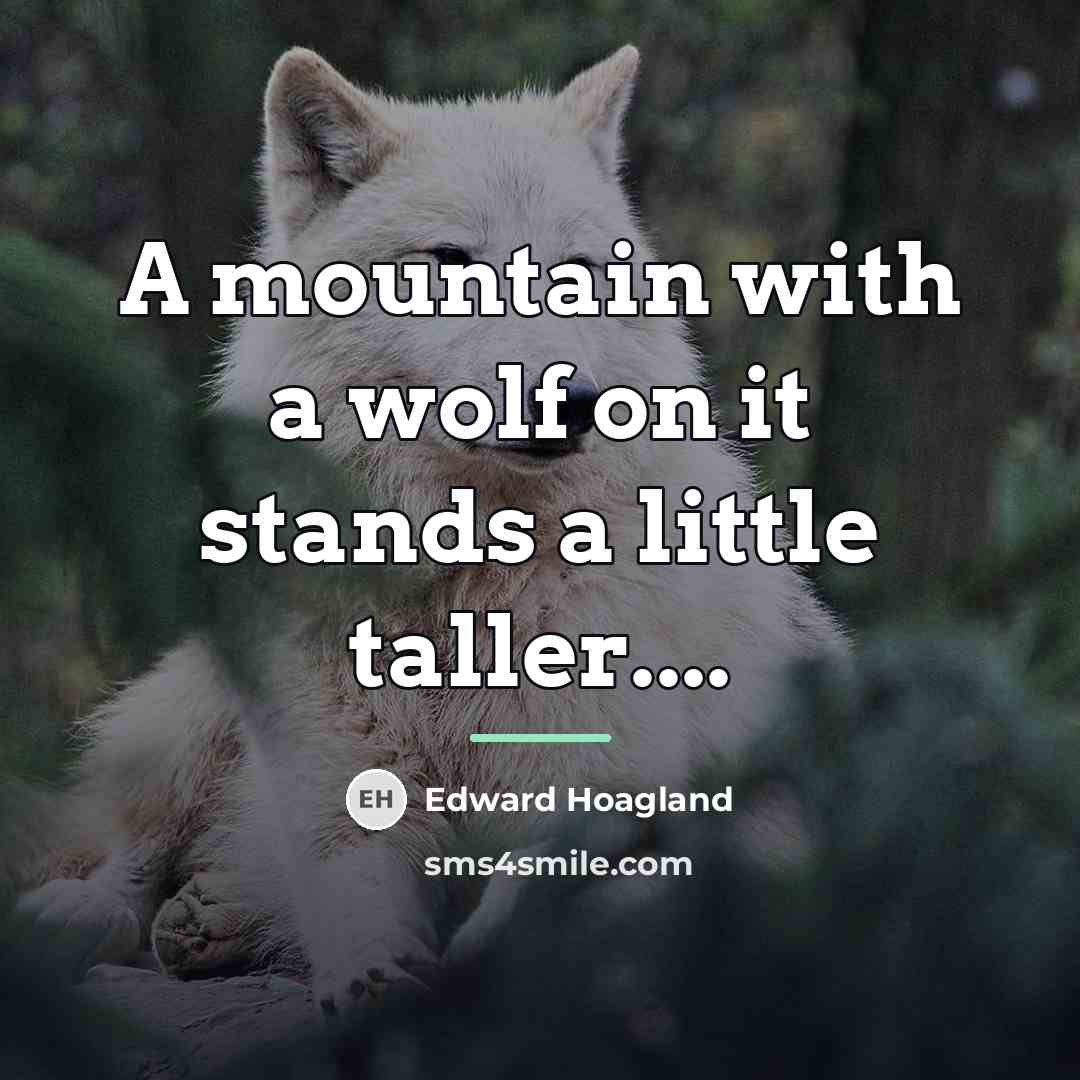 “A mountain with a wolf on it stands a little…” quote by Edward Hoagland