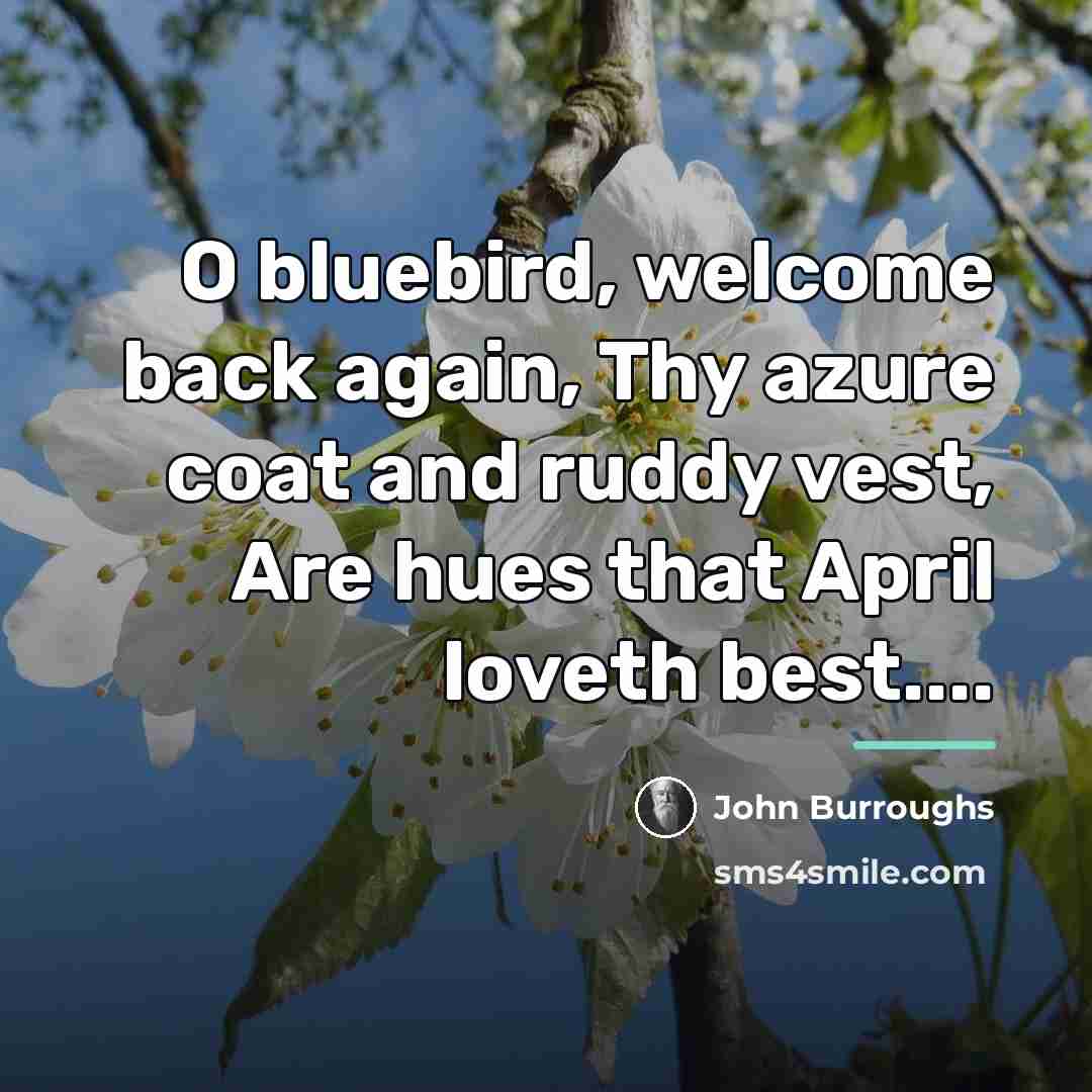 “O bluebird, welcome back again, Thy azure coat and ruddy…” quote by John Burroughs