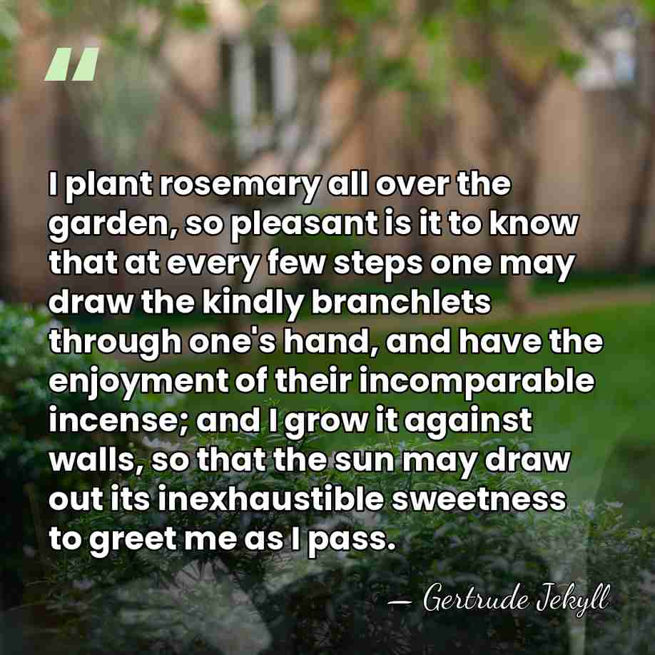 I plant rosemary all over the garden, so pleasant is it to&hellip; - Gertrude Jekyll