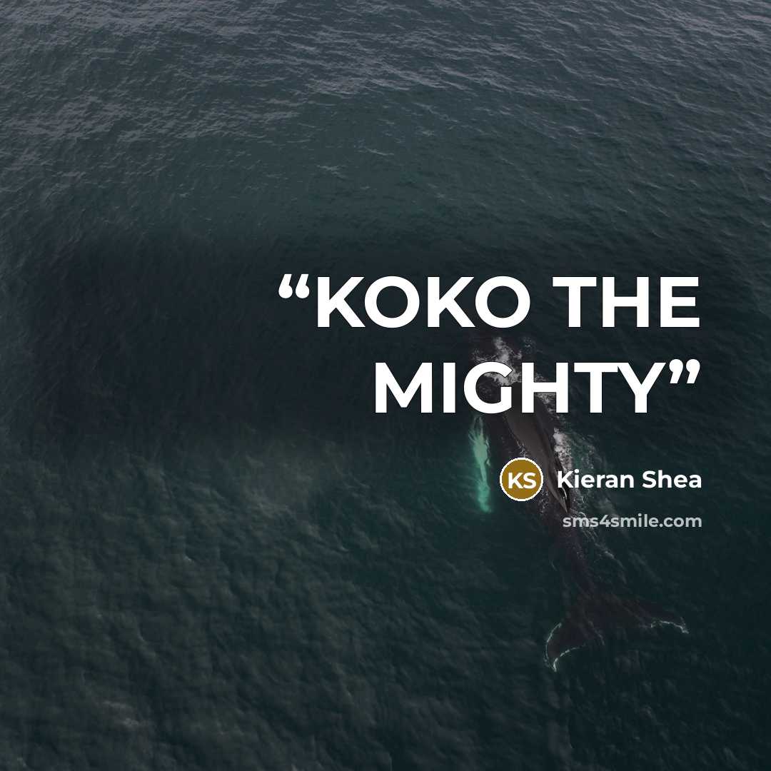 “KOKO THE MIGHTY” quote by Kieran Shea