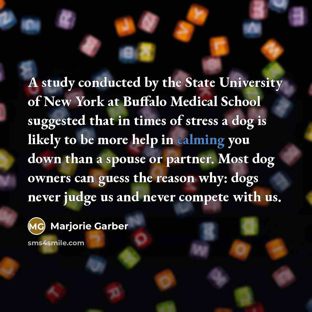 “A study conducted by the State University of New York at Buffalo Medical School suggested that in times of stress a dog is likely to be more help in calming you down than a spouse or partner. Most dog owners can guess the reason why: dogs never judge us and never compete with us.” quote by Marjorie Garber