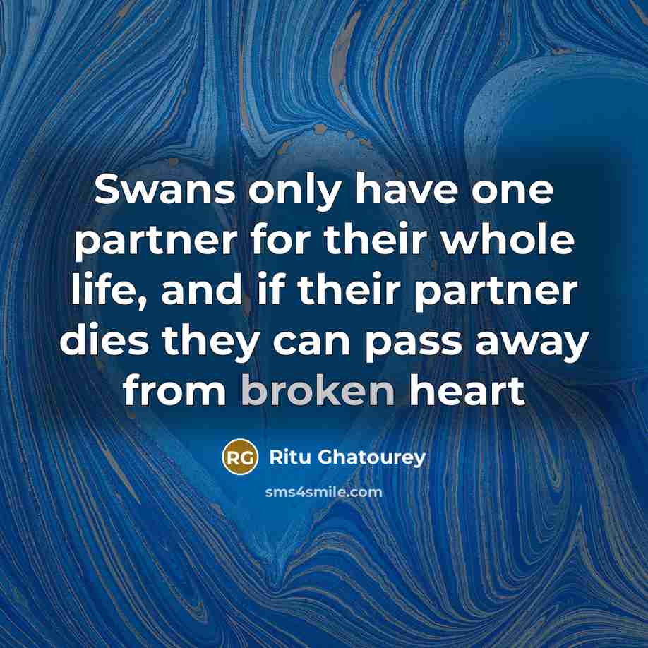 “Swans only have one partner for their whole life, and…” quote by Ritu Ghatourey