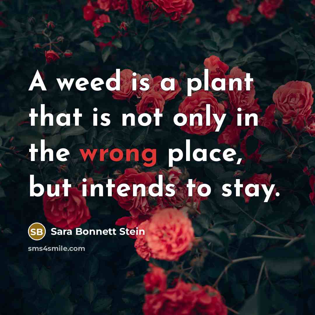 “A weed is a plant that is not only in the wrong place, but intends to stay.” quote by Sara Bonnett Stein