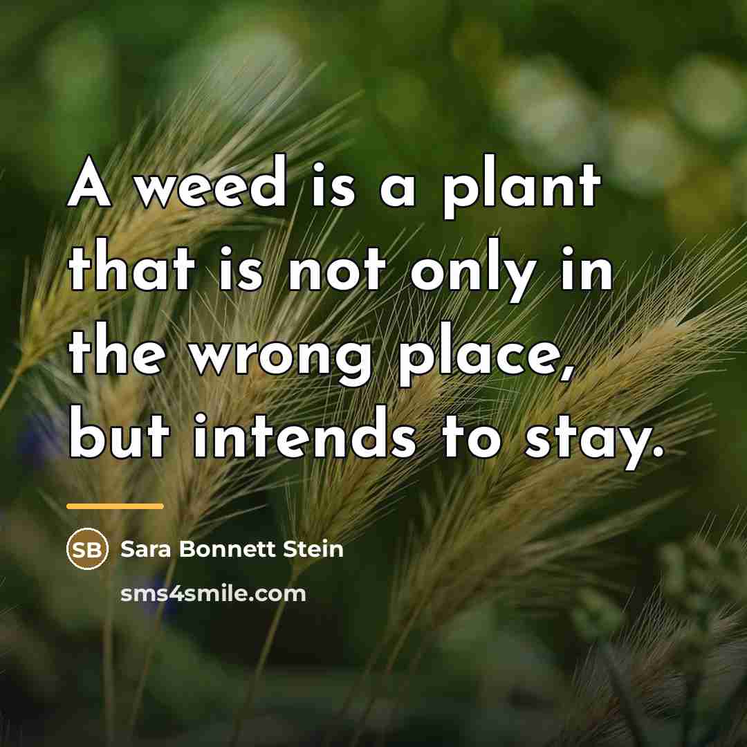 “A weed is a plant that is not only in…” quote by Sara Bonnett Stein