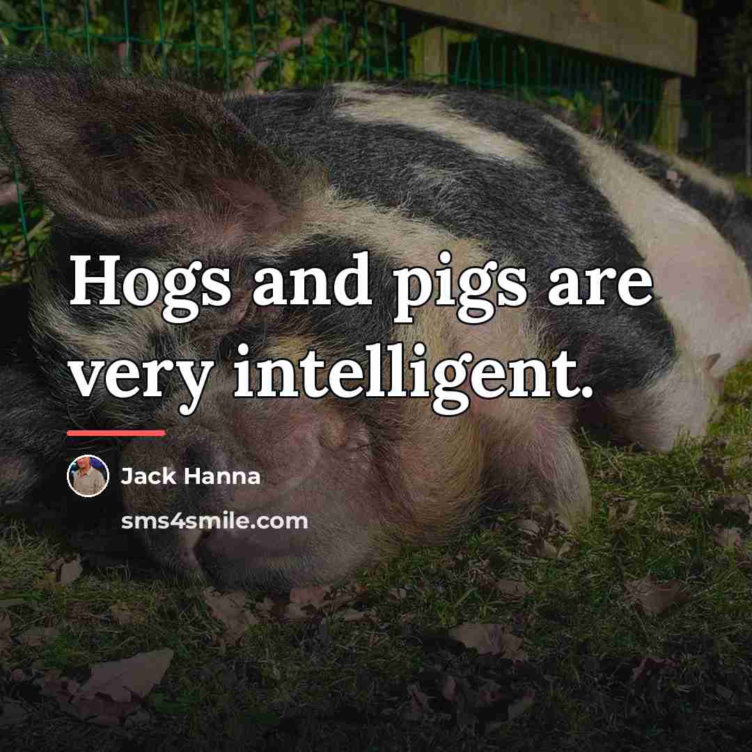 “Hogs and pigs are very intelligent.…” quote by Jack Hanna