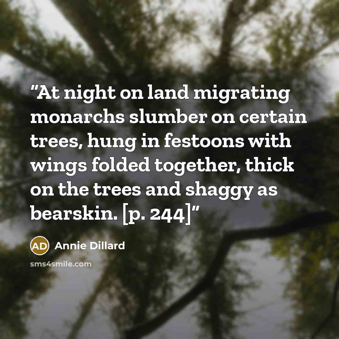 “At night on land migrating monarchs slumber on certain trees, hung in festoons with wings folded together, thick on the trees and shaggy as bearskin. [p. 244]” quote by Annie Dillard