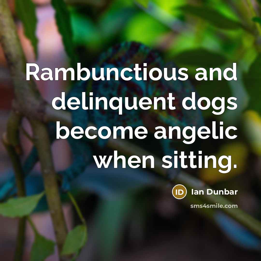 “Rambunctious and delinquent dogs become angelic when sitting.…” quote by Ian Dunbar