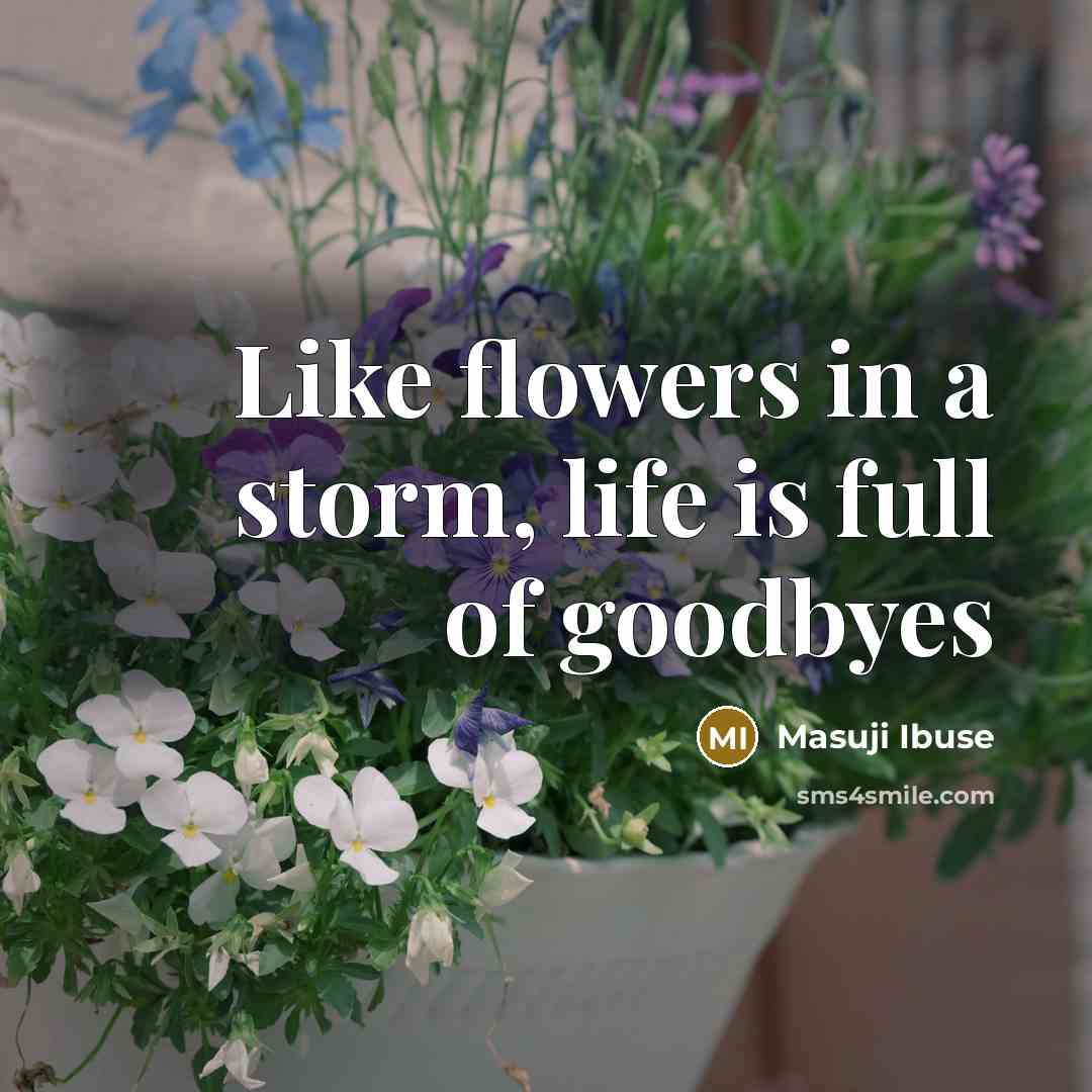 “Like flowers in a storm, life is full of goodbyes…” quote by Masuji Ibuse