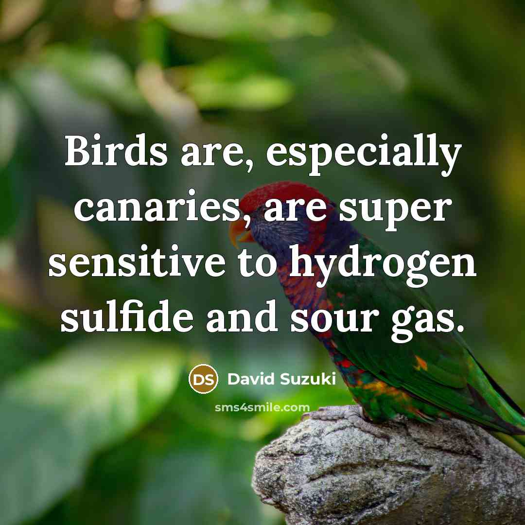 “Birds are, especially canaries, are super sensitive to hydrogen sulfide…” quote by David Suzuki
