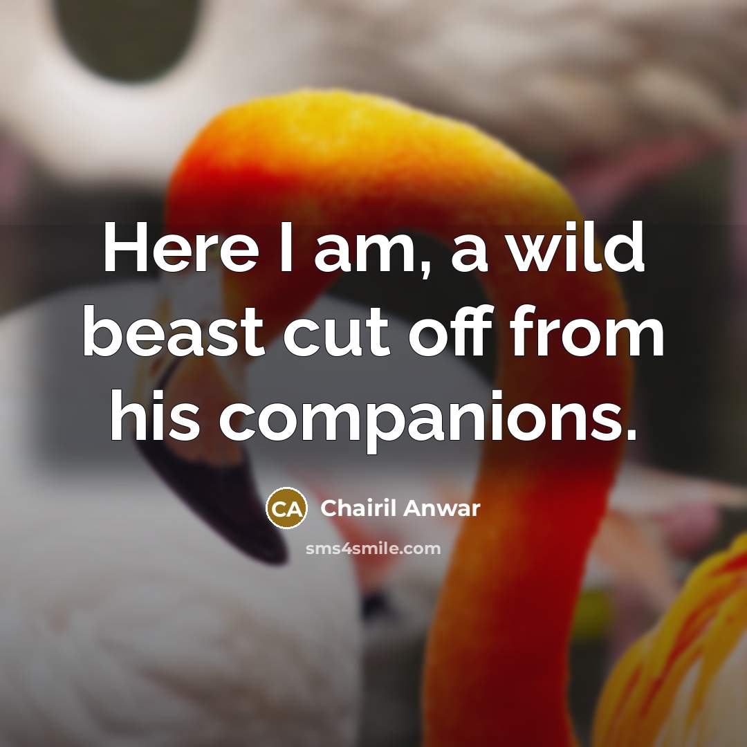 “Here I am, a wild beast cut off from his…” quote by Chairil Anwar