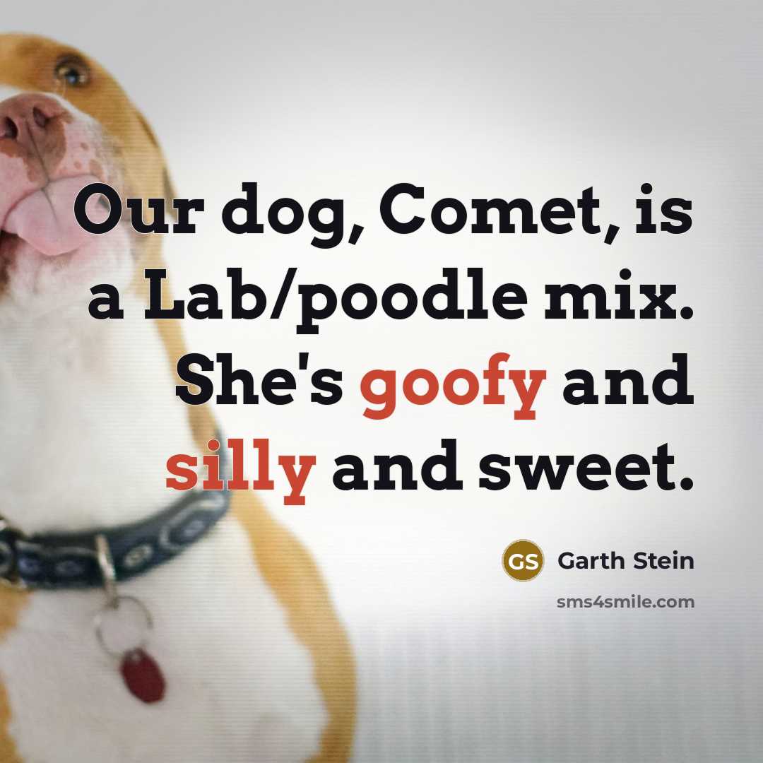 “Our dog, Comet, is a Lab/poodle mix. She's goofy and silly and sweet.” quote by Garth Stein