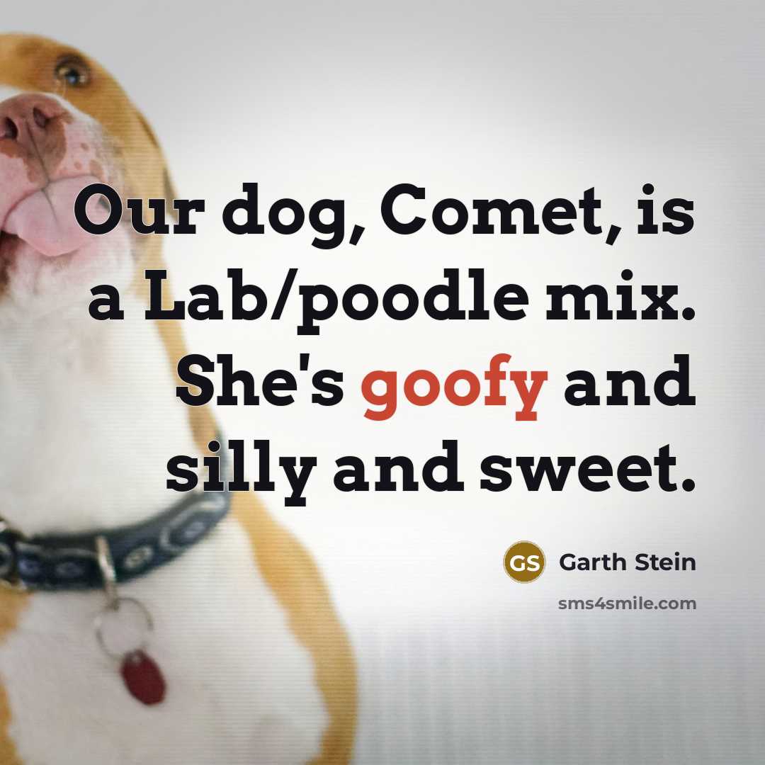 “Our dog, Comet, is a Lab/poodle mix. She's goofy and…” quote by Garth Stein
