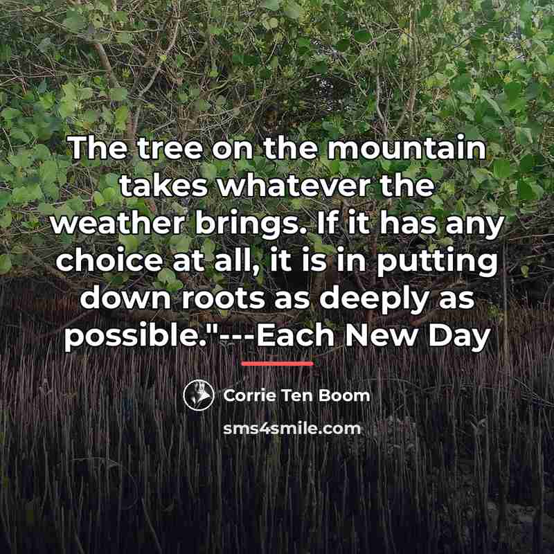 “The tree on the mountain takes whatever the weather brings.…” quote by Corrie Ten Boom