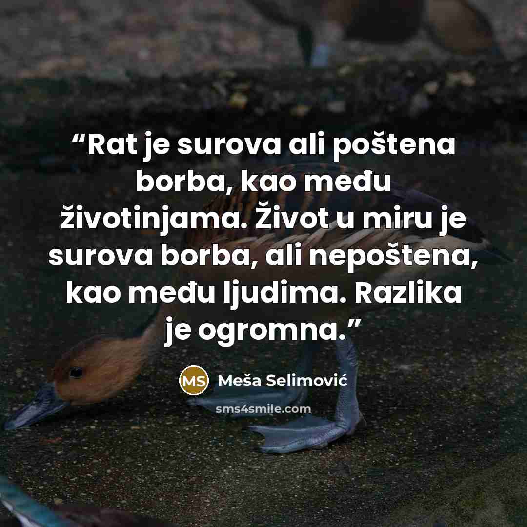 “Rat je surova ali poštena borba, kao među životinjama. Život u miru je surova borba, ali nepoštena, kao među ljudima. Razlika je ogromna.” quote by Meša Selimović