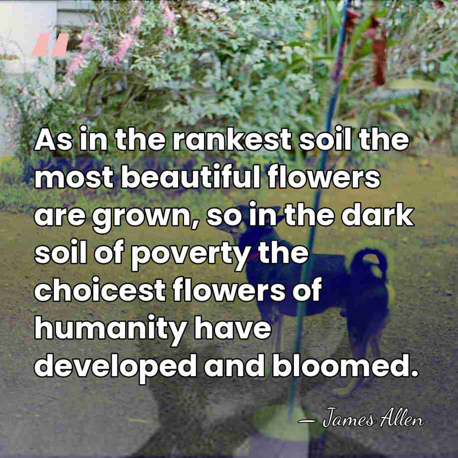 As in the rankest soil the most beautiful flowers are grown, so&hellip; - James Allen