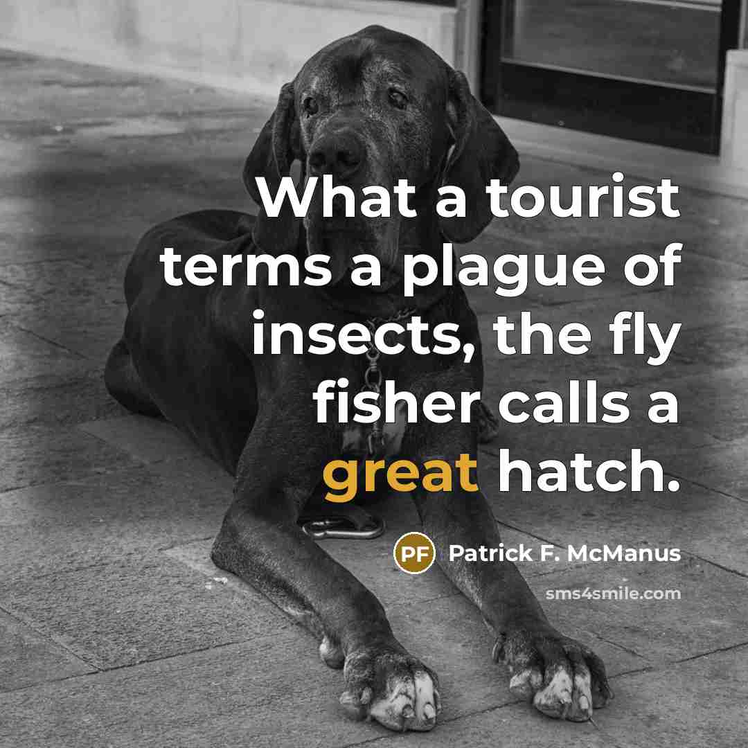 “What a tourist terms a plague of insects, the fly…” quote by Patrick F. McManus