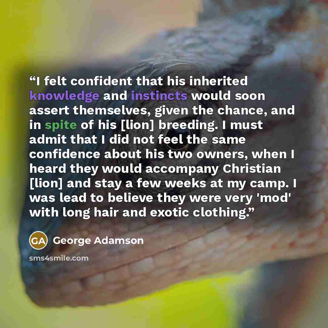 “I felt confident that his inherited knowledge and instincts would soon assert themselves, given the chance, and in spite of his [lion] breeding. I must admit that I did not feel the same confidence about his two owners, when I heard they would accompany Christian [lion] and stay a few weeks at my…” quote by George Adamson