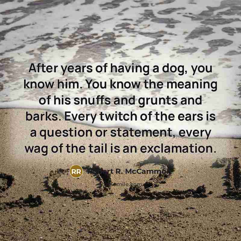 “After years of having a dog, you know him. You…” quote by Robert R. McCammon
