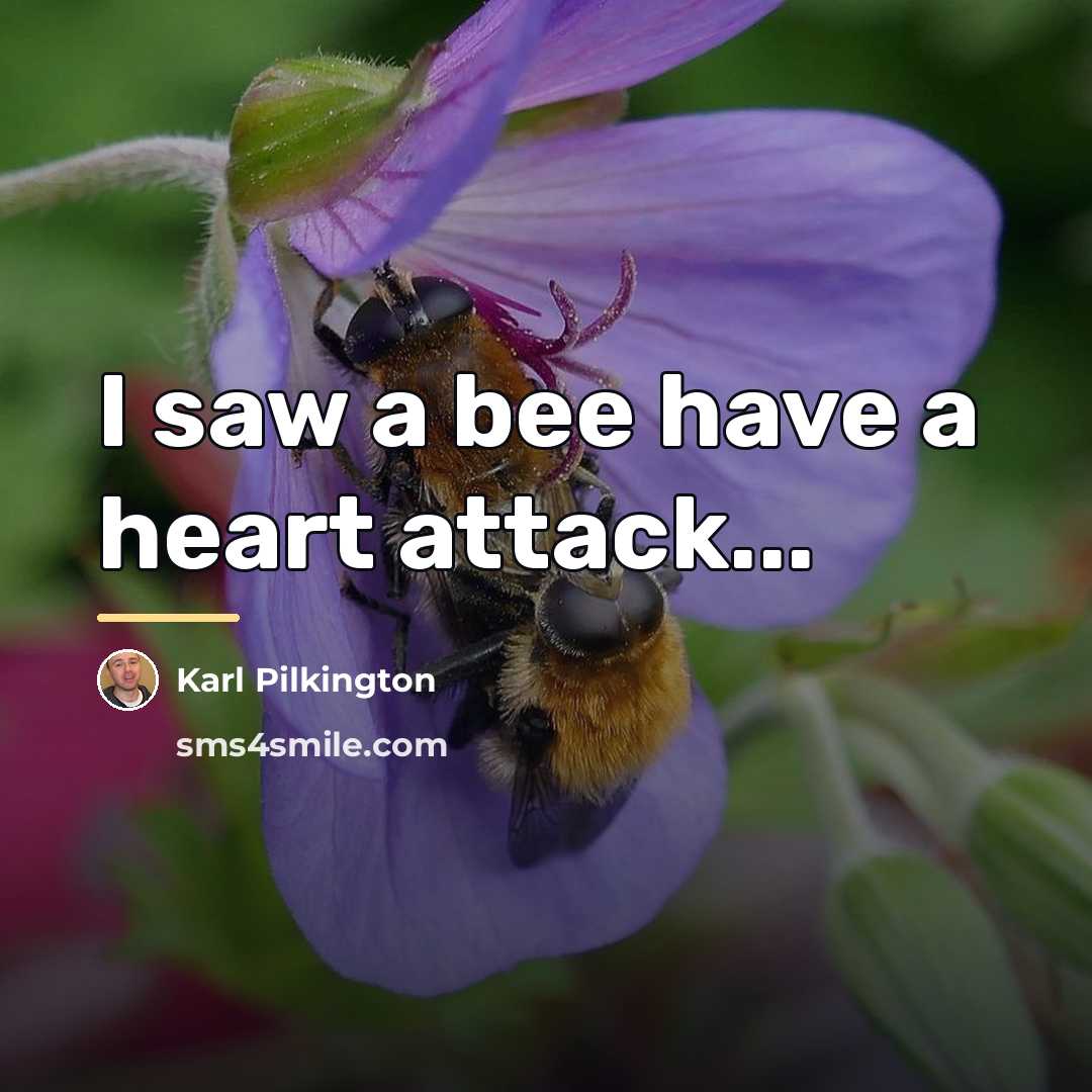 “I saw a bee have a heart attack...…” quote by Karl Pilkington