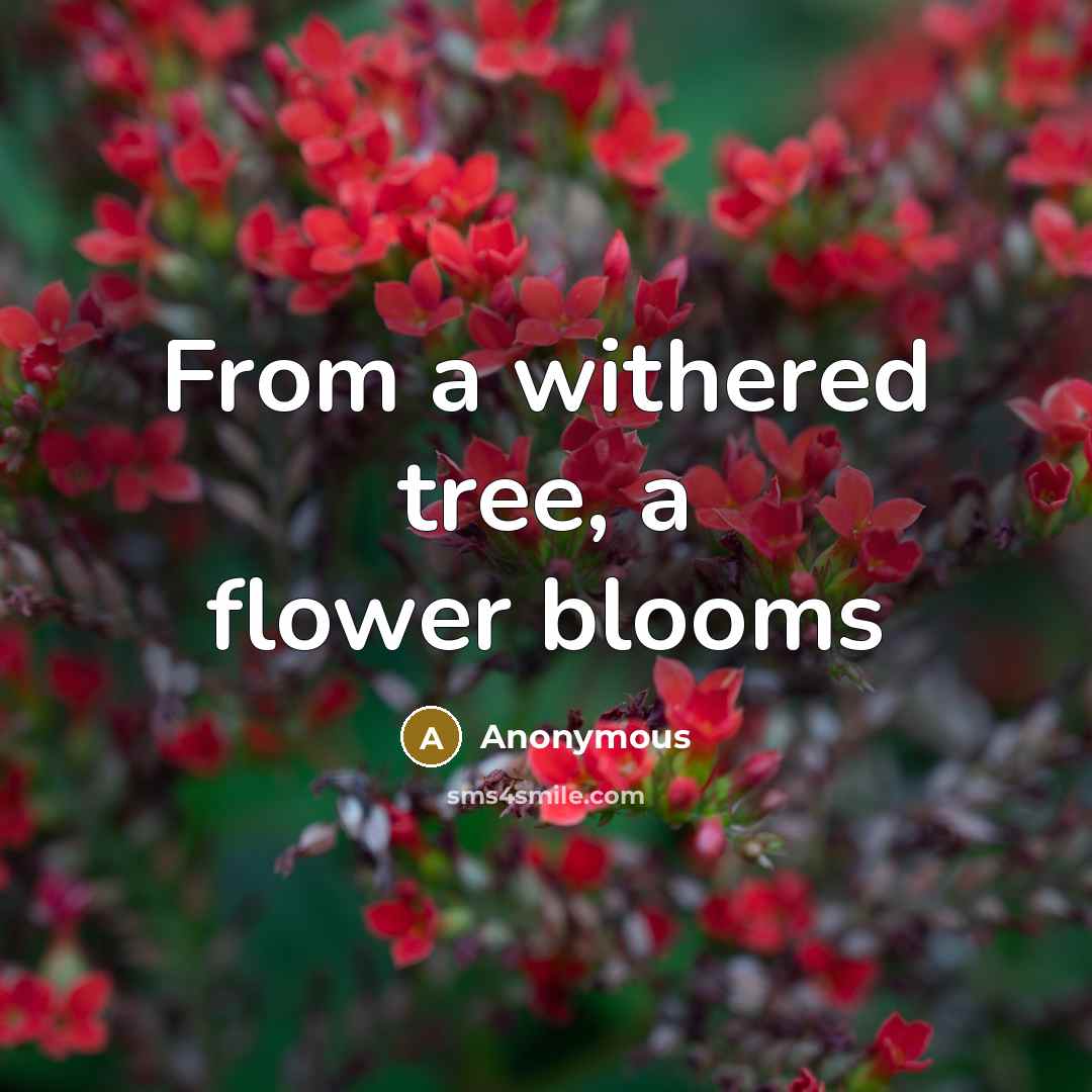“From a withered tree, a flower blooms…” quote by Anonymous