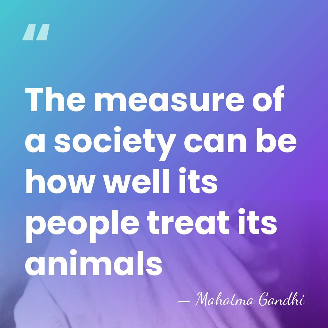 The measure of a society can be how well its people treat&hellip; - Mahatma Gandhi
