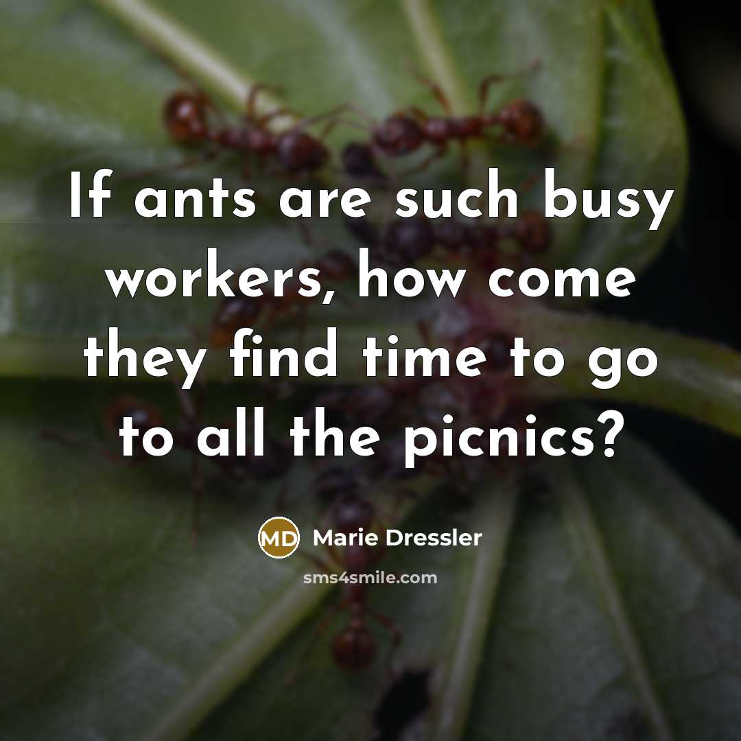 “If ants are such busy workers, how come they find…” quote by Marie Dressler
