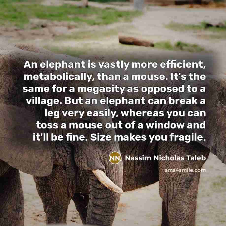 “An elephant is vastly more efficient, metabolically, than a mouse.…” quote by Nassim Nicholas Taleb