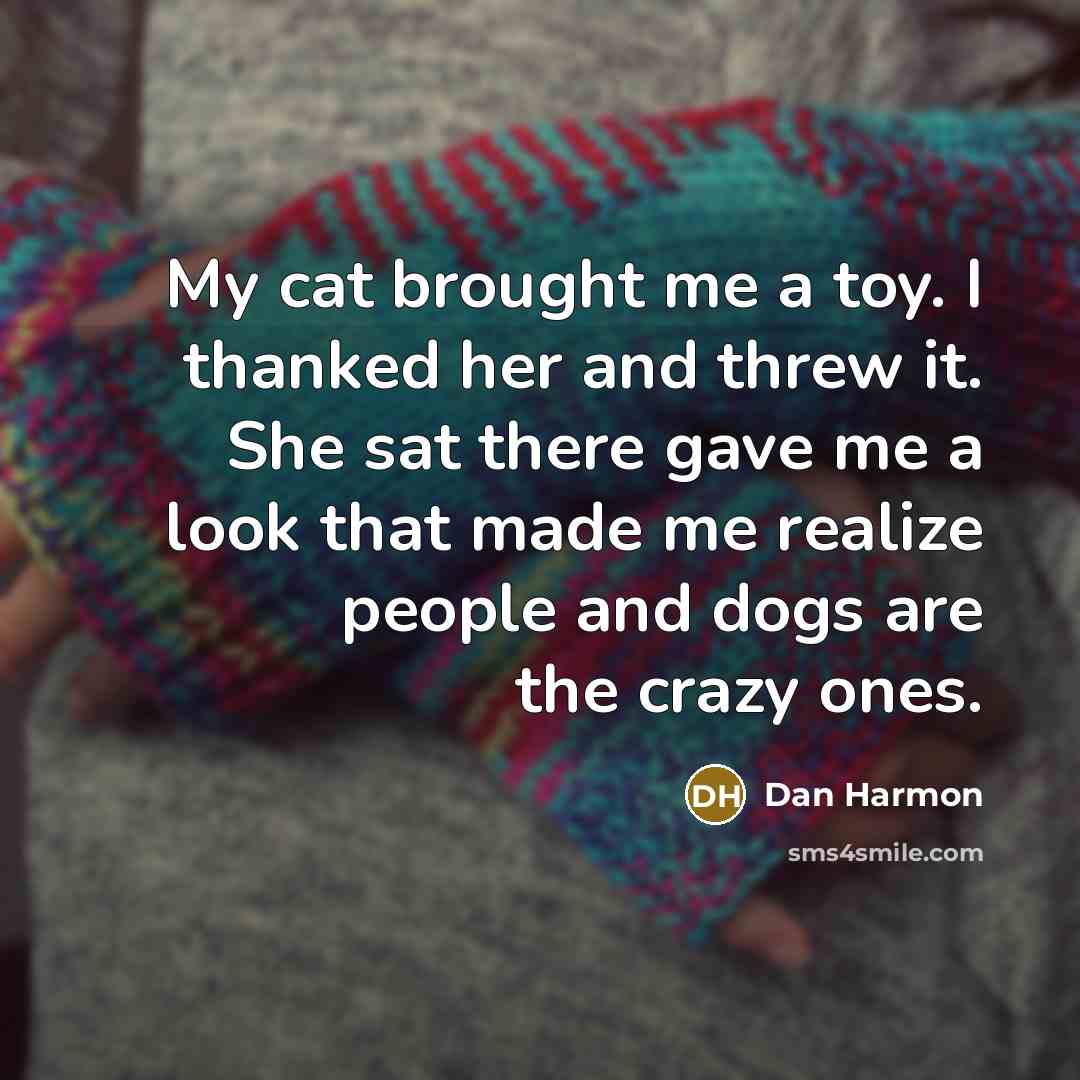 “My cat brought me a toy. I thanked her and…” quote by Dan Harmon