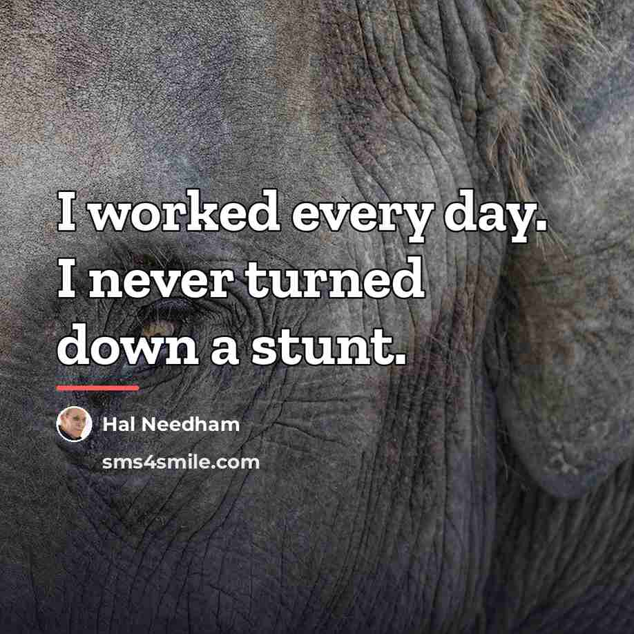 “I worked every day. I never turned down a stunt.…” quote by Hal Needham