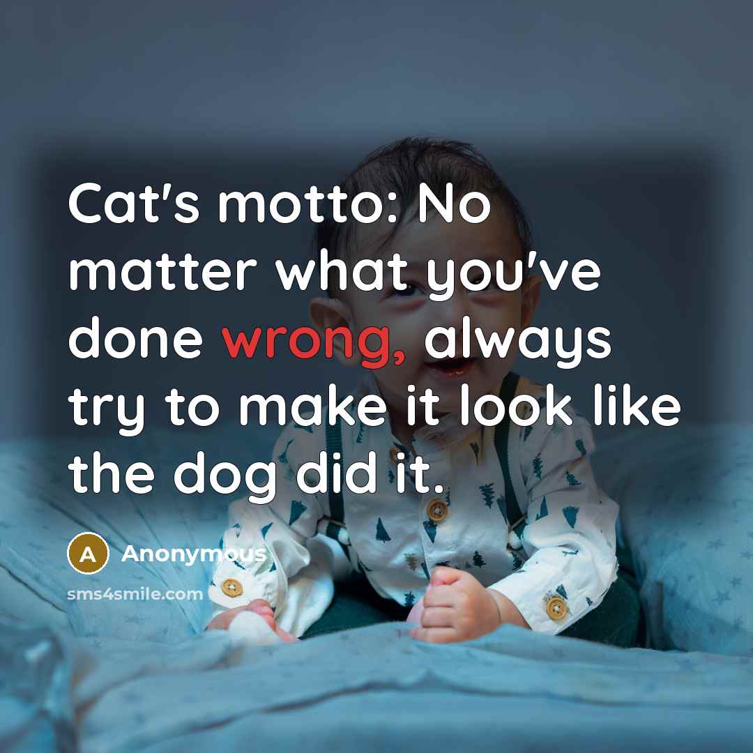 “Cat's motto: No matter what you've done wrong, always try…” quote by Anonymous