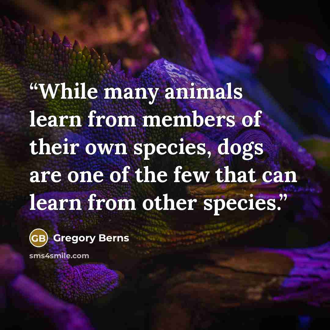 “While many animals learn from members of their own species, dogs are one of the few that can learn from other species.” quote by Gregory Berns
