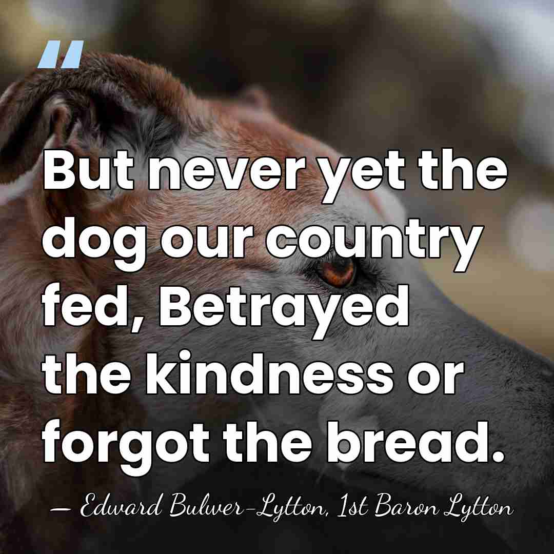 But never yet the dog our country fed, Betrayed the kindness or&hellip; - Edward Bulwer-Lytton, 1st Baron Lytton