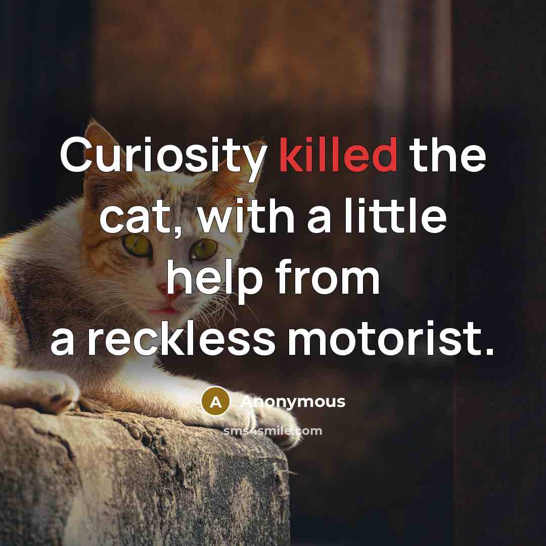 “Curiosity killed the cat, with a little help from a reckless motorist.” quote by Anonymous