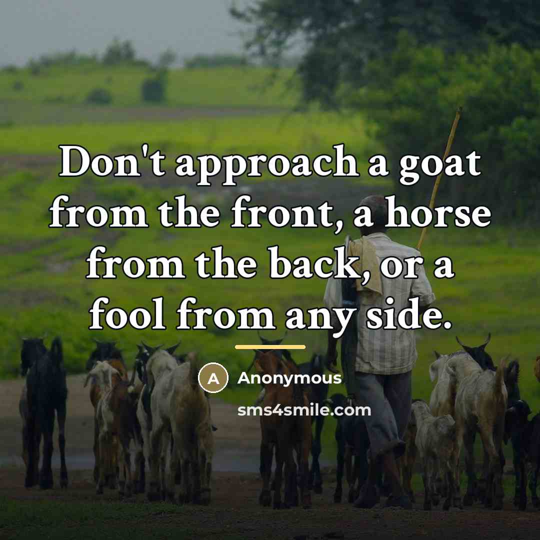 “Don't approach a goat from the front, a horse from…” quote by Anonymous