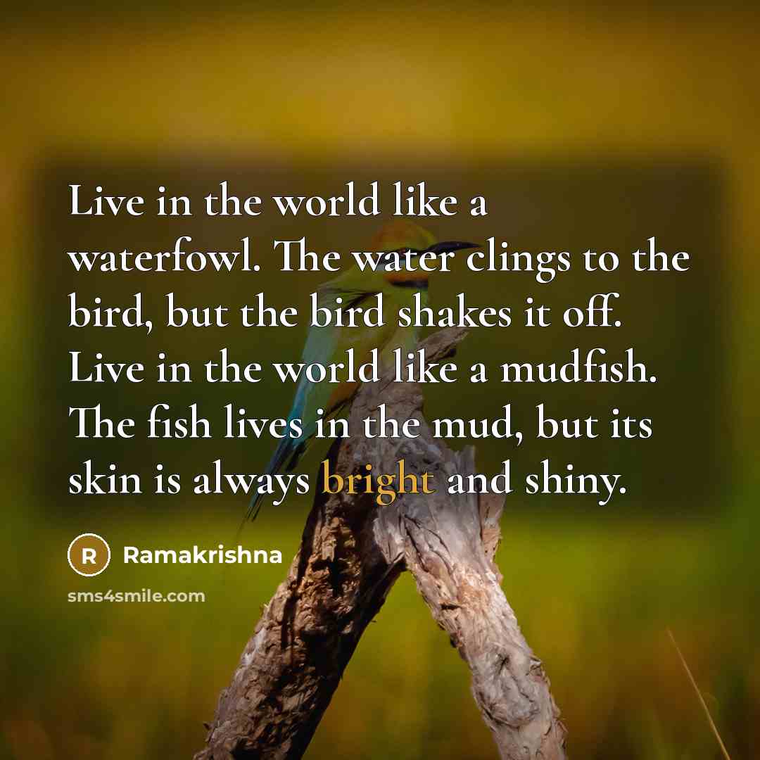 “Live in the world like a waterfowl. The water clings…” quote by Ramakrishna