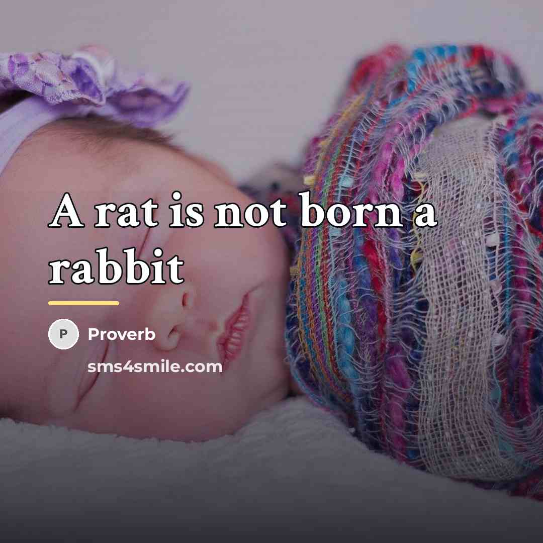 “A rat is not born a rabbit…” quote by Proverb