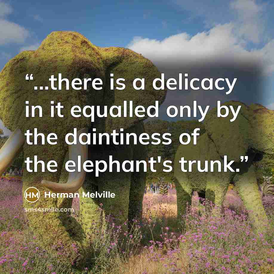 “...there is a delicacy in it equalled only by the daintiness of the elephant's trunk.” quote by Herman Melville