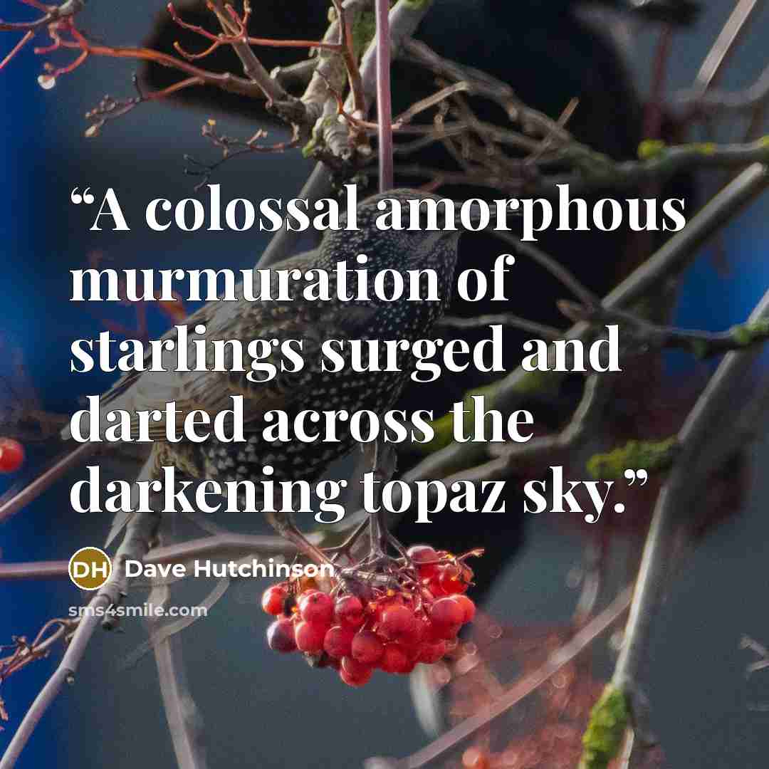 “A colossal amorphous murmuration of starlings surged and darted across the darkening topaz sky.” quote by Dave Hutchinson