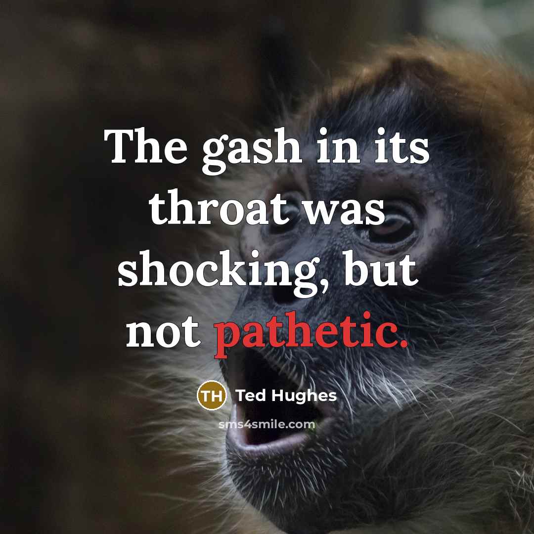 “The gash in its throat was shocking, but not pathetic.…” quote by Ted Hughes