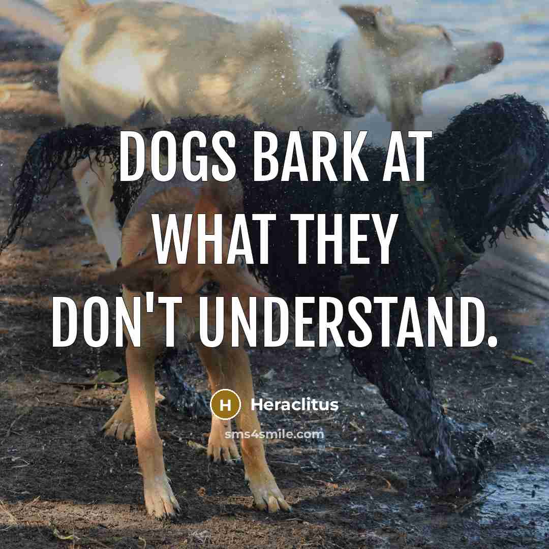 “Dogs bark at what they don't understand.…” quote by Heraclitus