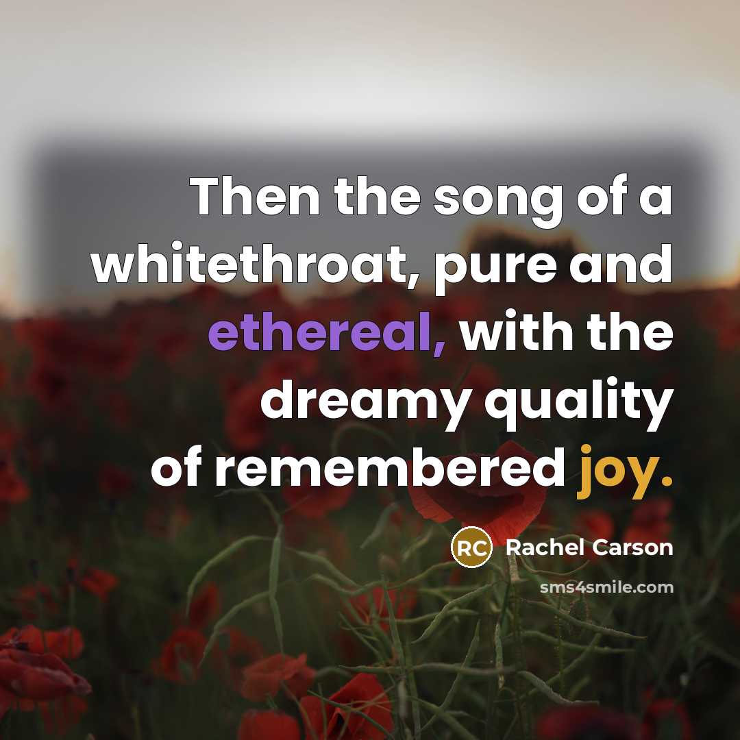“Then the song of a whitethroat, pure and ethereal, with…” quote by Rachel Carson