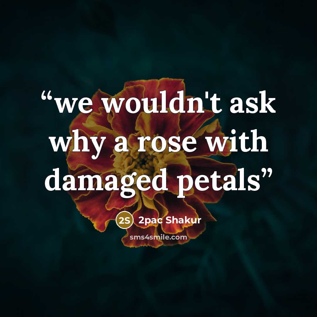 “we wouldn't ask why a rose with damaged petals” quote by 2pac shakur