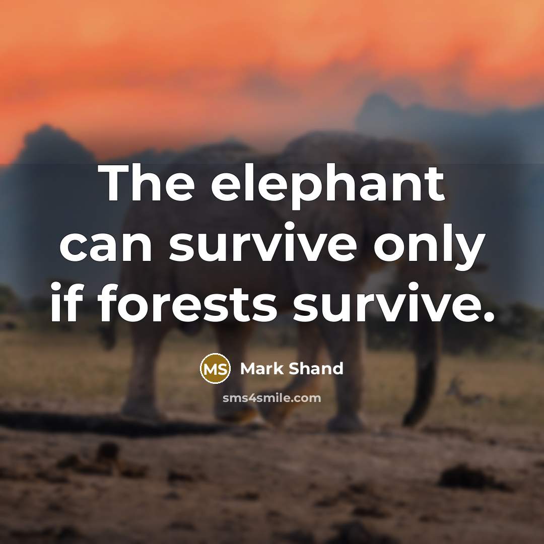 “The elephant can survive only if forests survive.…” quote by Mark Shand